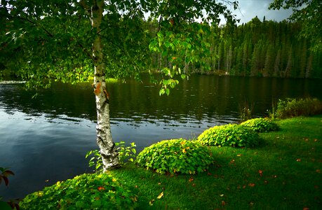 Lake water foliage photo