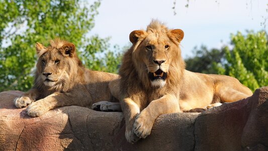 Predators felines lions photo