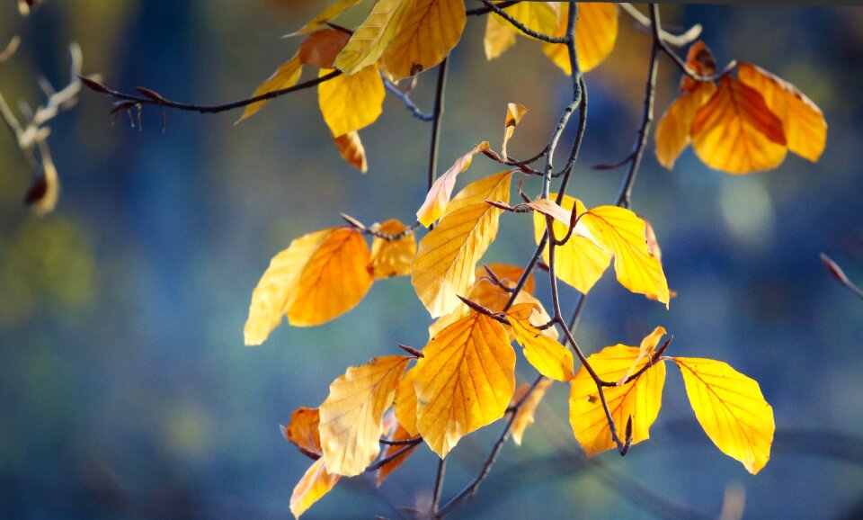 Colorful nature yellow