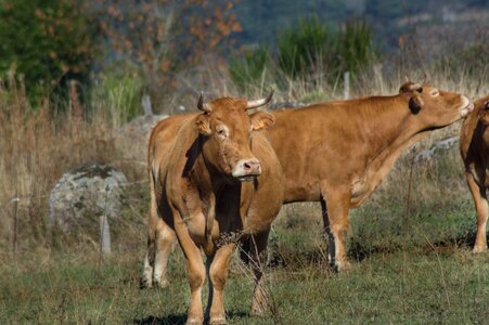 Breeding herd livestock
