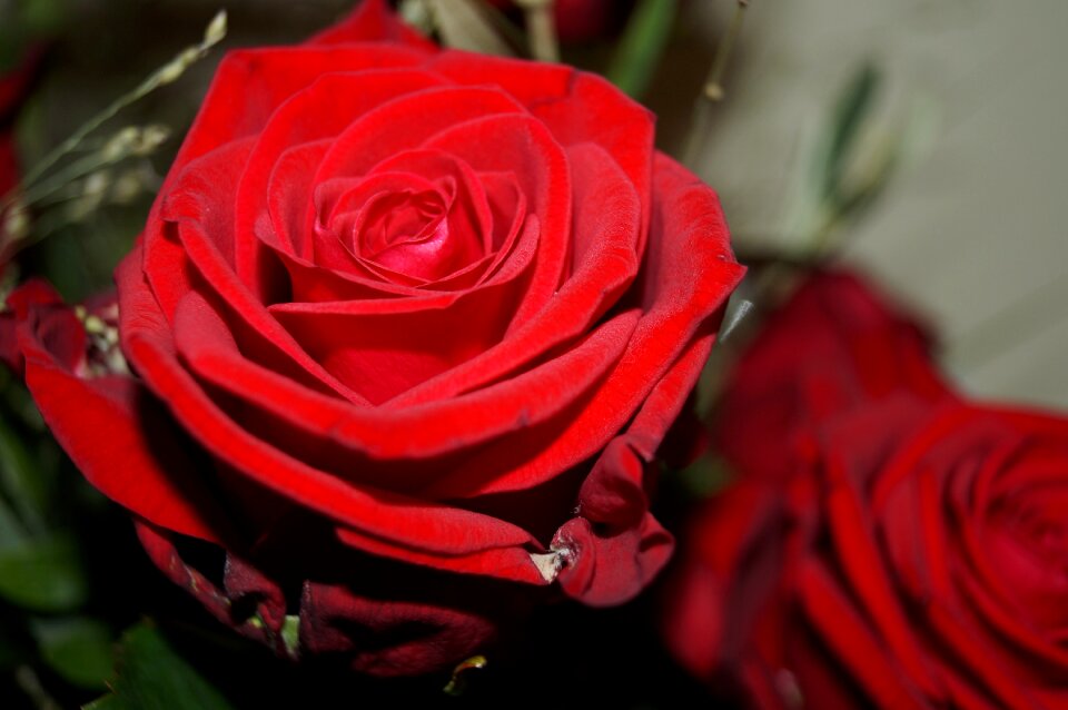 Rose blossom bloom