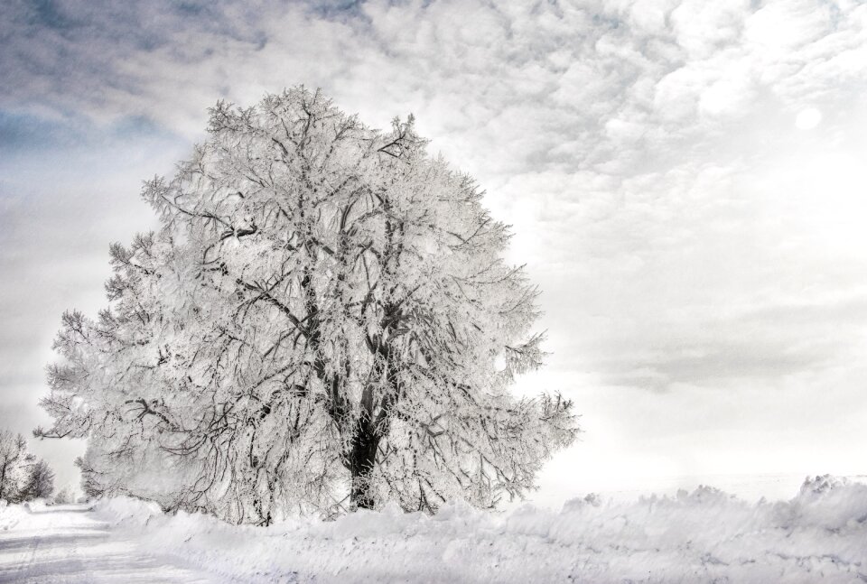Cold nature snowy