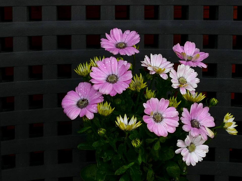 Pink white flower plant