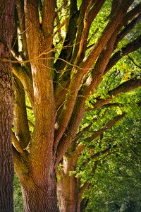 Tree bark landscape