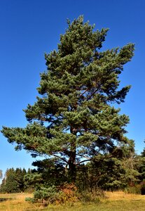 Green free standing towering