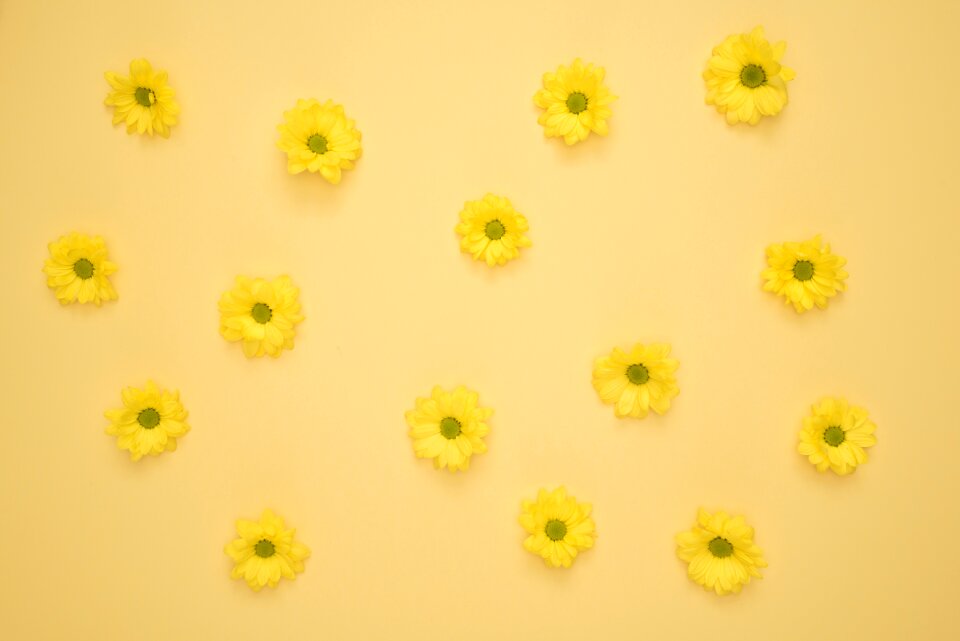 Nature summer blossom