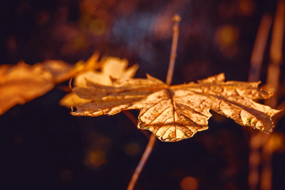 Leaf fall color golden