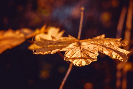 Leaf fall color golden photo