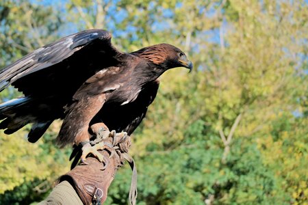 Nature raptor majestic photo