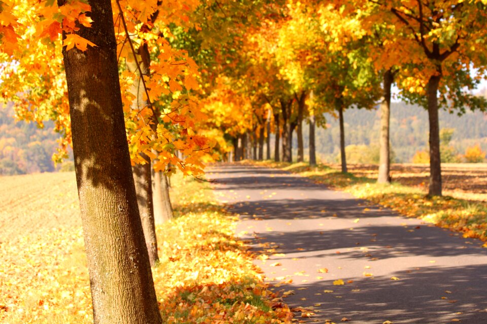 Colors autumn road