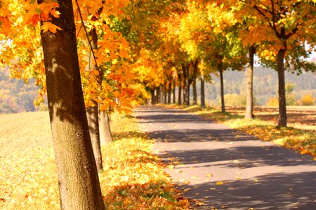 Colors autumn road photo