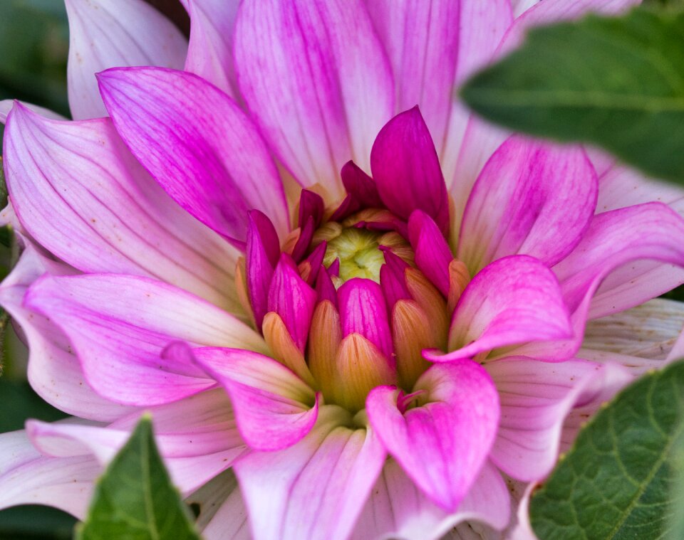 Bloom bright pink photo