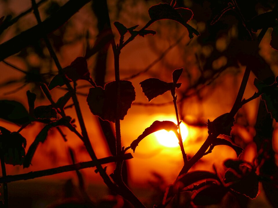 Tree leaves light
