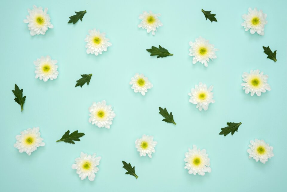 Nature summer blossom