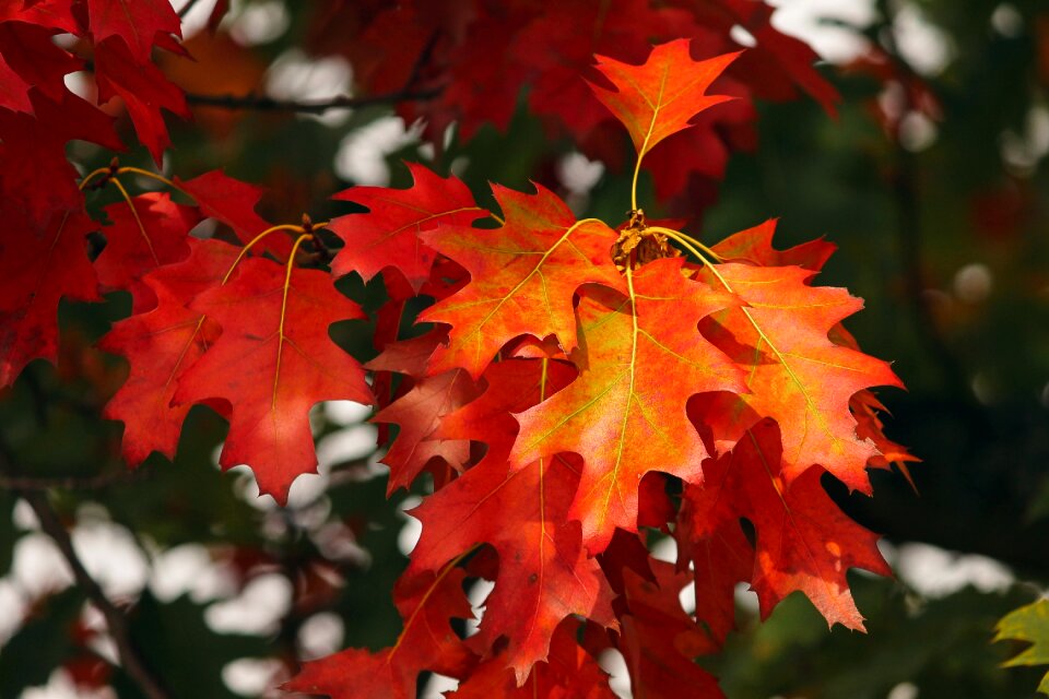 Colored autumn forest photo