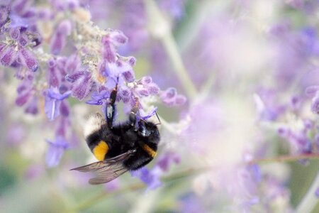 Lavender autumn purple