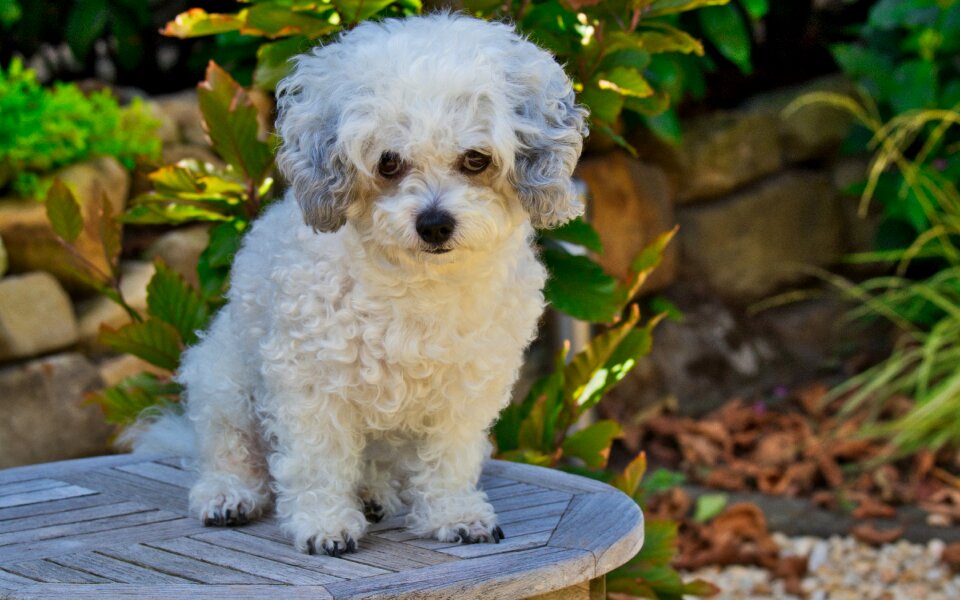 Sweet cute purebred dog