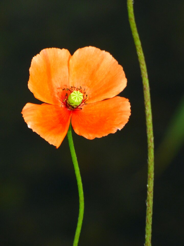 Fields spring wild flower