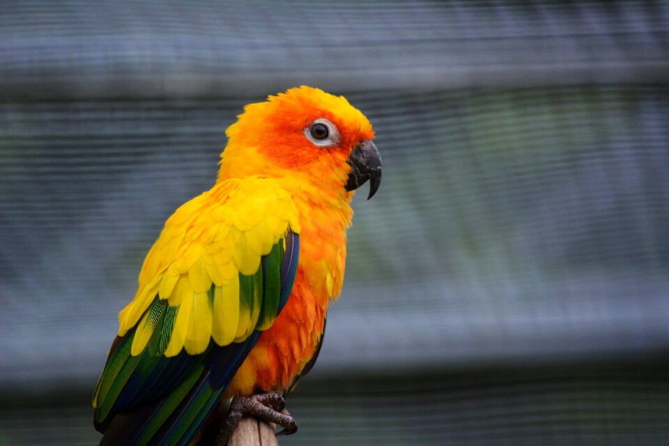 Parrot lori animal world