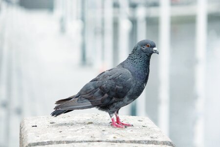 City close up animal