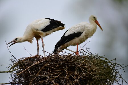 White stork nest building nature photo