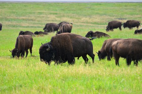 Male bull custer