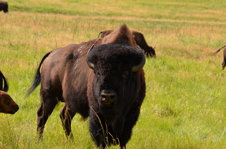 Male bull custer