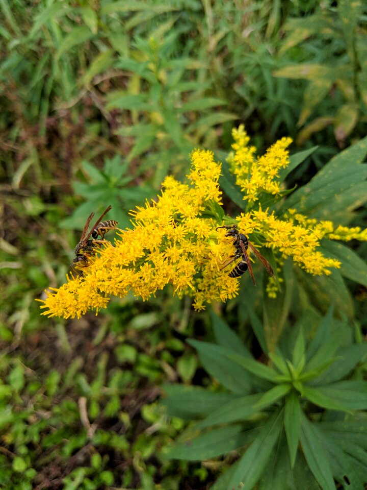 Green yellow insect