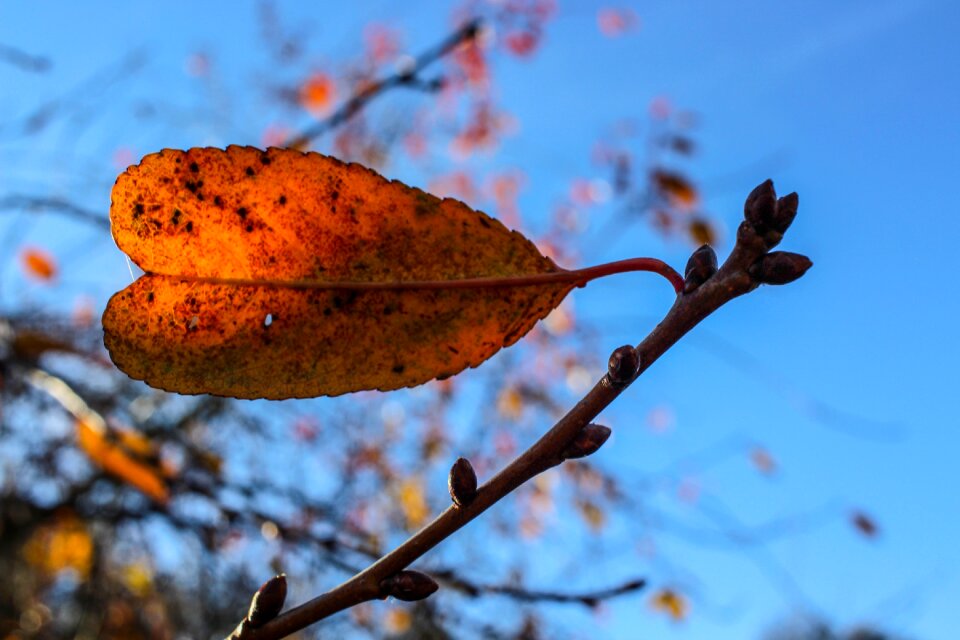 Light autumn autumn leaf