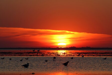 Sunset gulls sun photo