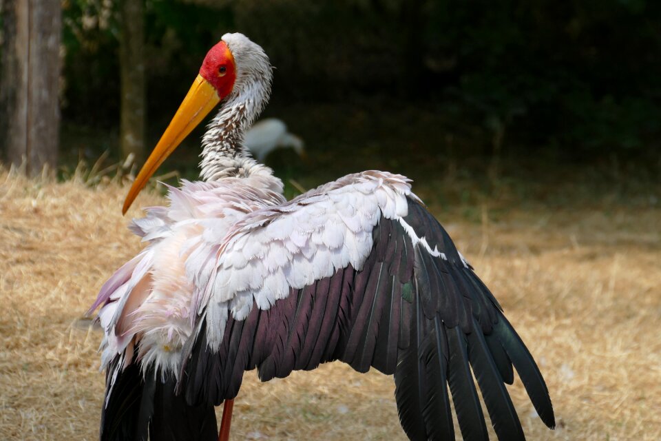 Bird africa nature