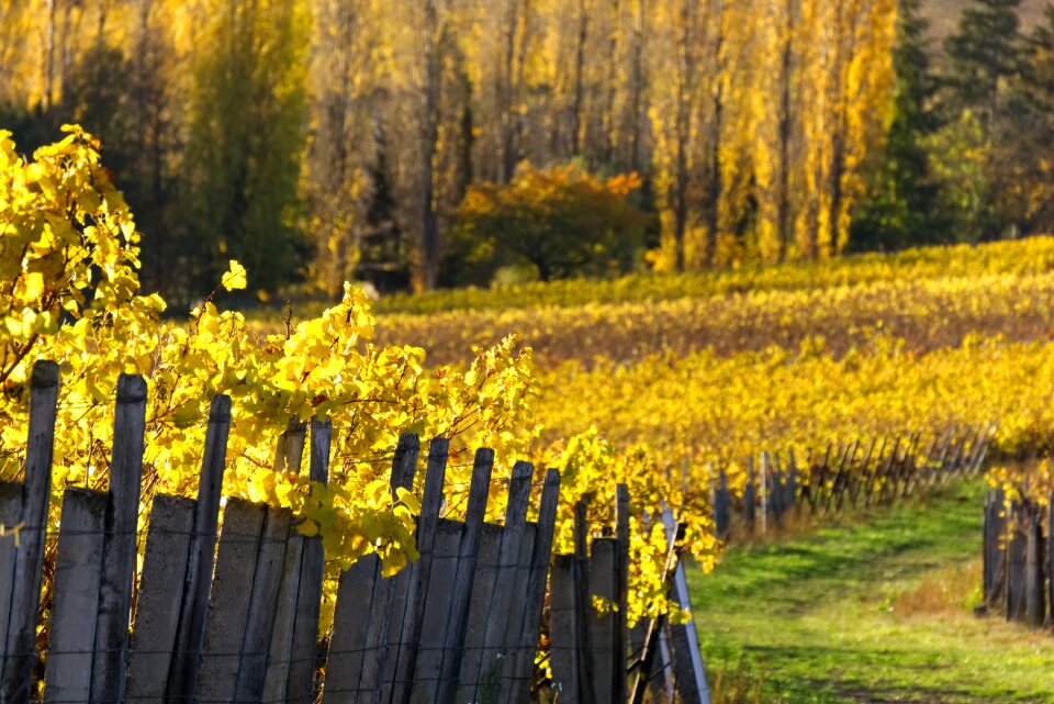 Autumn rebstock leaves