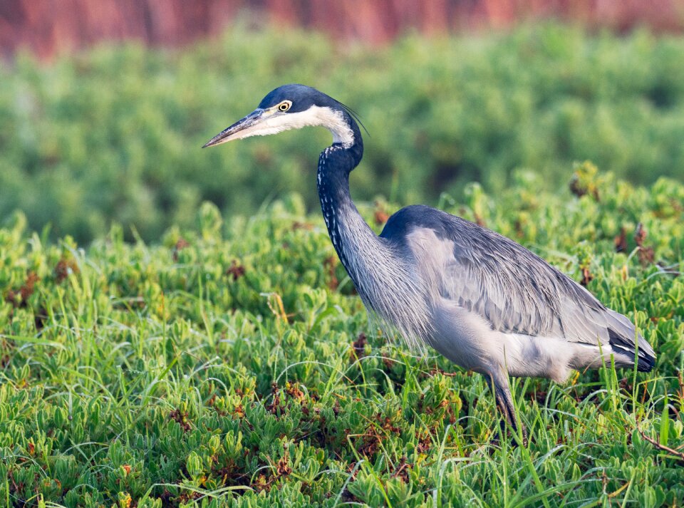 Heron nature animal