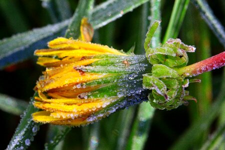 Pointed flower yellow meadow photo