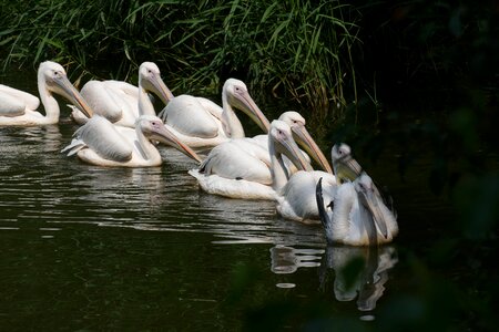 Bird waterfowl nature photo