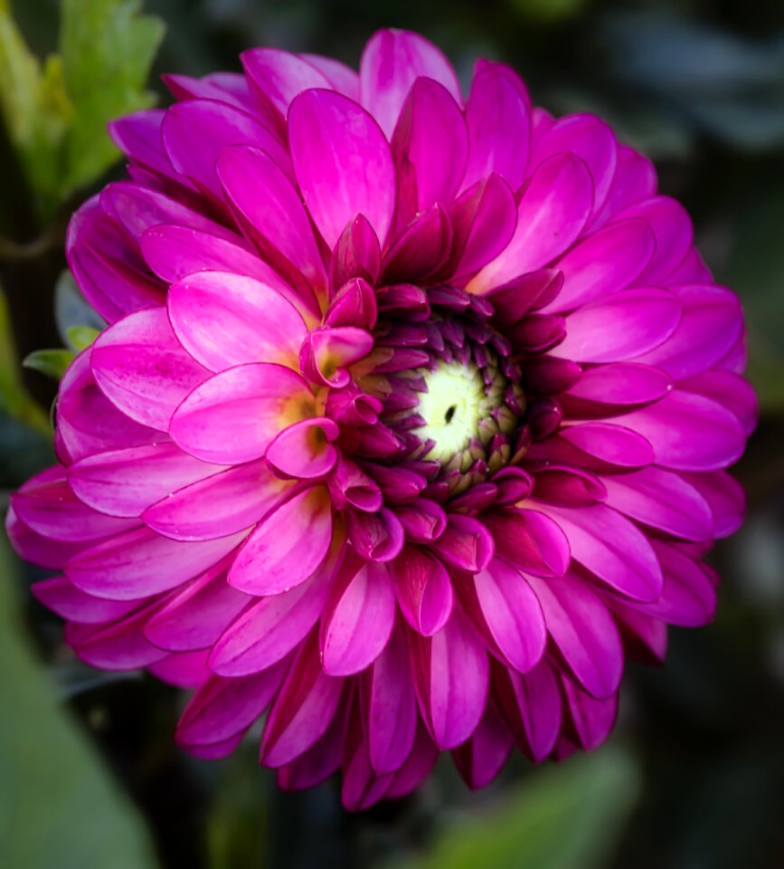 Bloom bright pink
