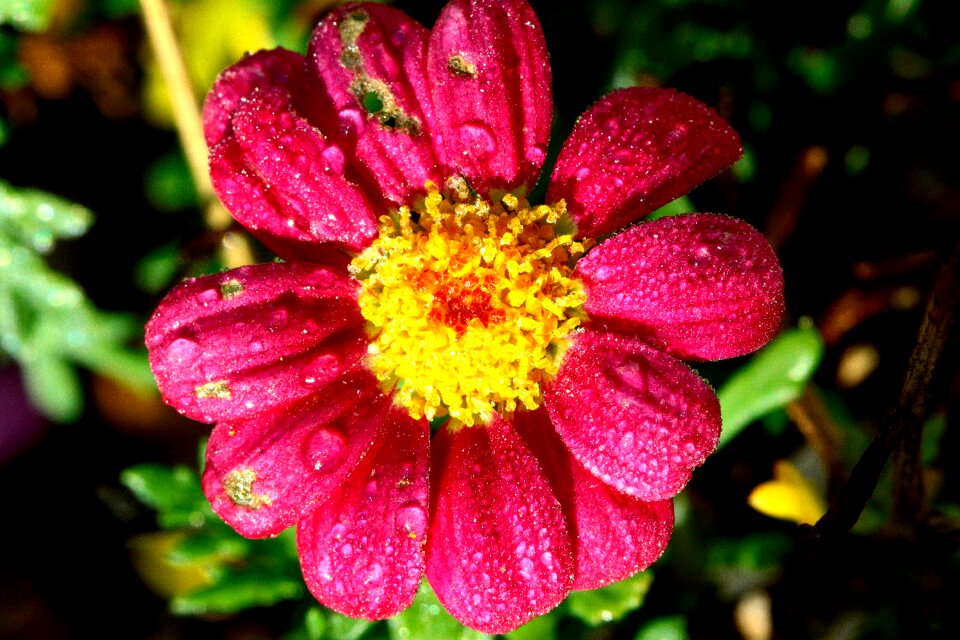 Yellow wet imperfect