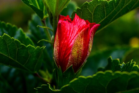 Nature plant flower