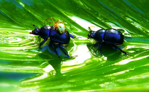 Food insects animals
