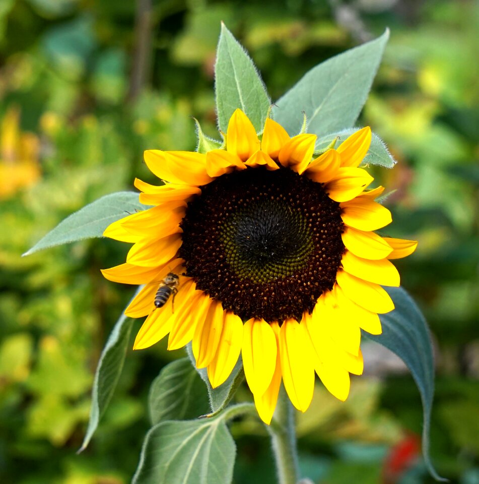 Summer yellow nature