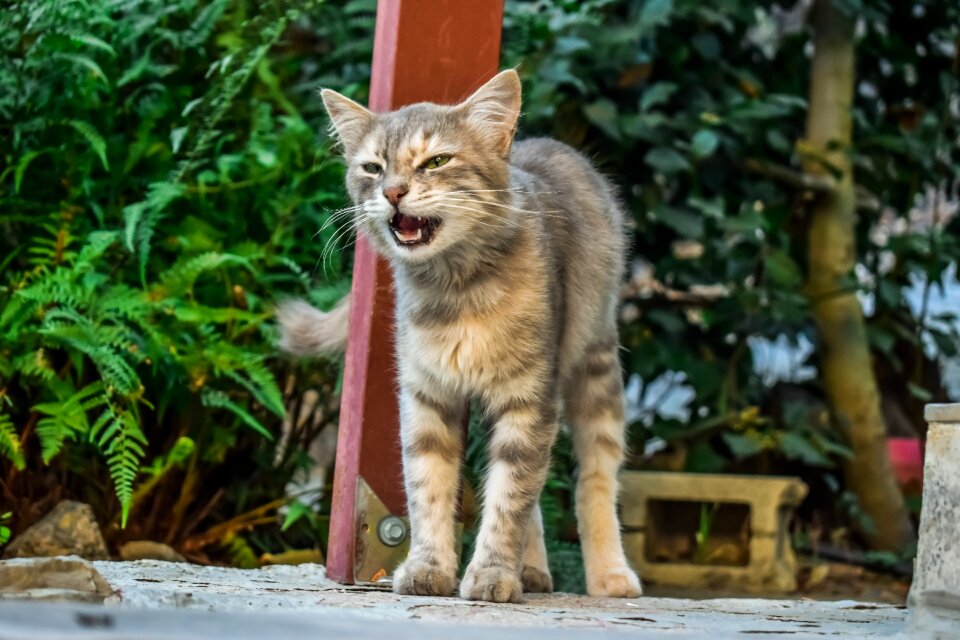 Young kitten animal