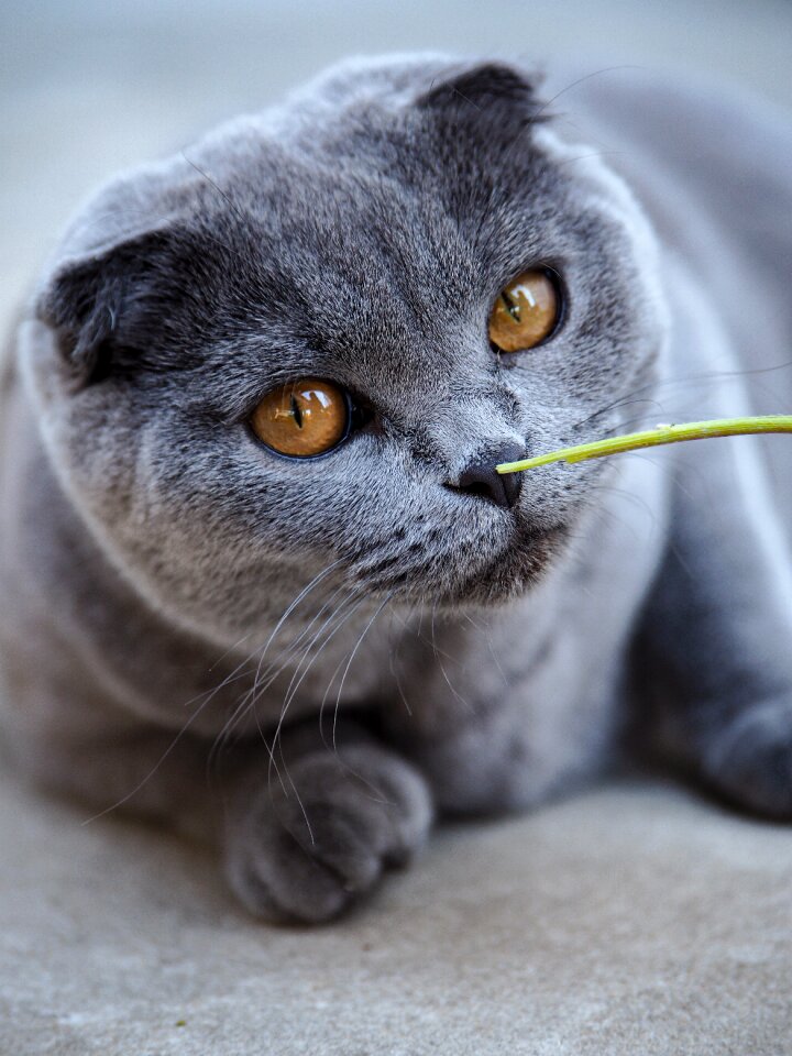 Pet domestic cat british shorthair