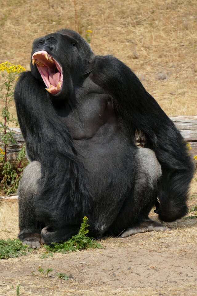 Primate fauna wild