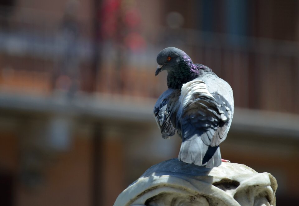 Bird city pigeons photo