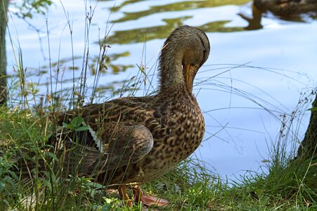 Bird brown water photo