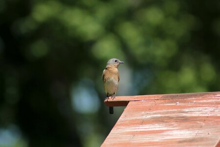 Wildlife little female eastern bluebird