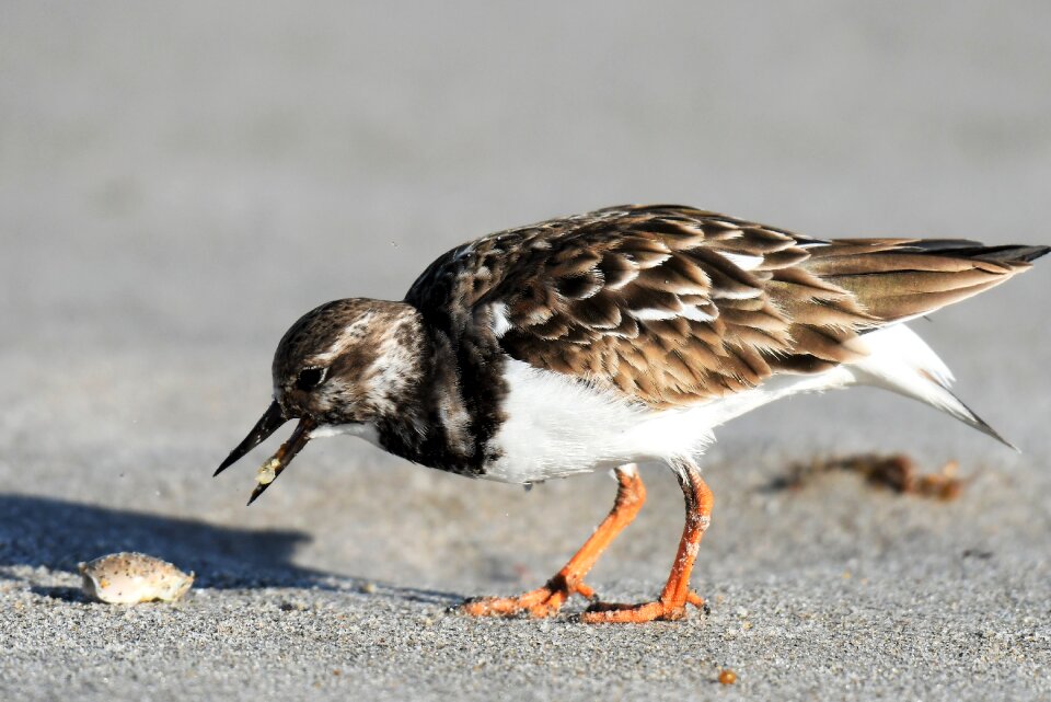 Prey winter dress migratory bird