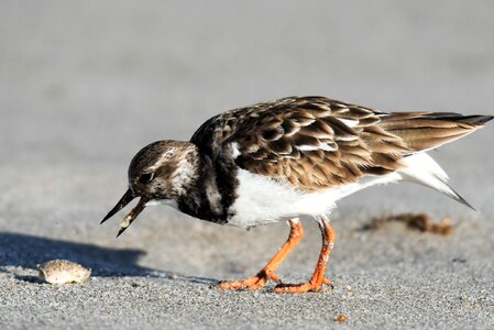 Prey winter dress migratory bird