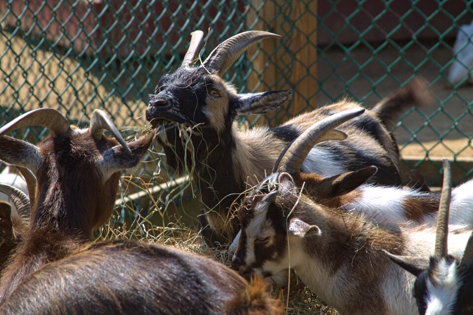Eat hay nature
