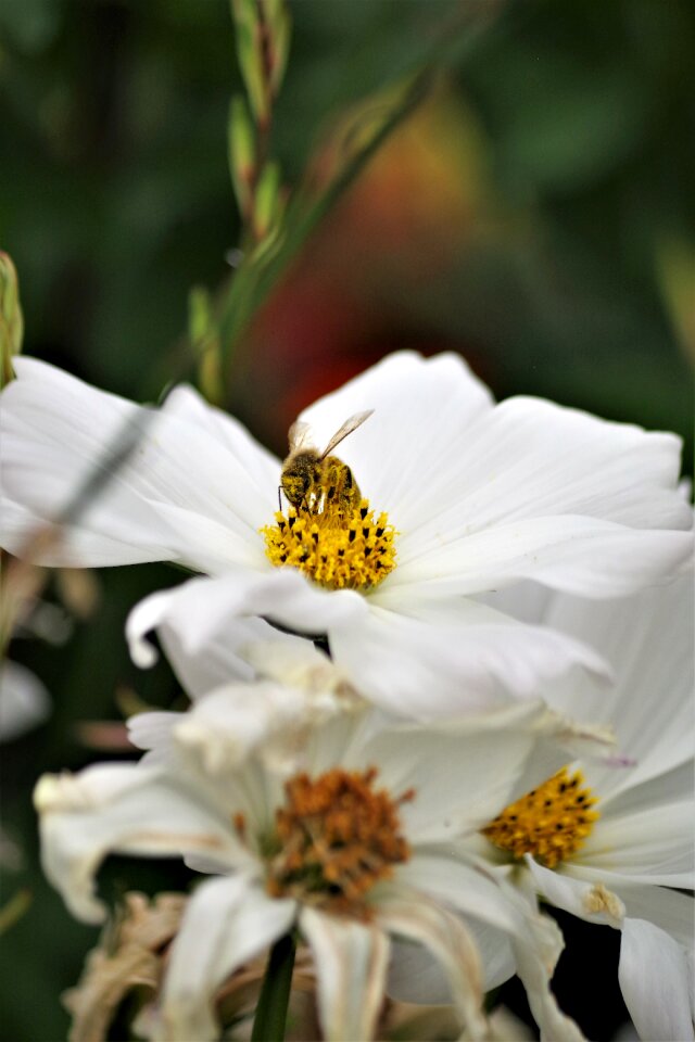 Insect flower bloom